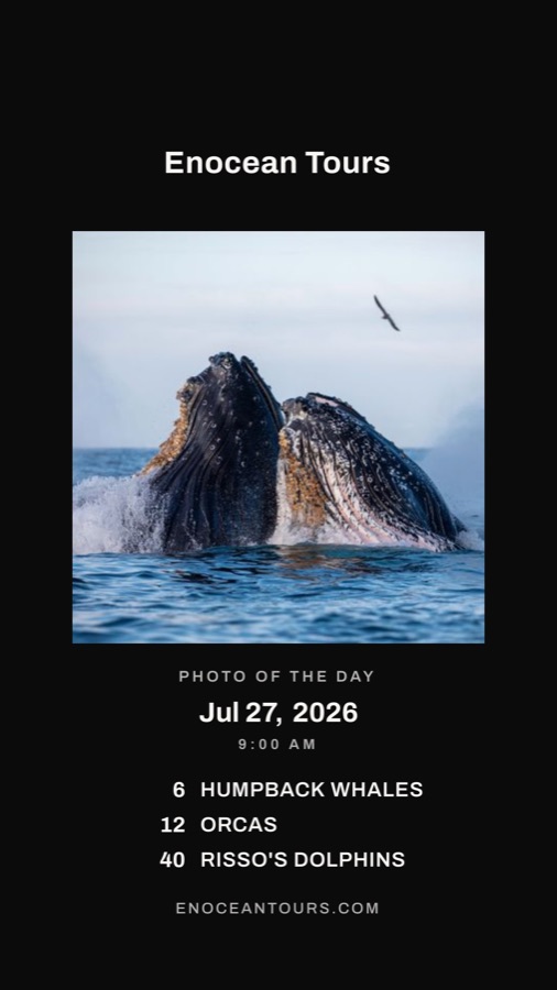 A branded 9:16 story card with the day's hero photo and the species counts