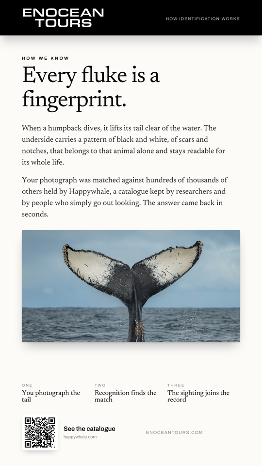 The explainer card that teaches guests how fluke identification works